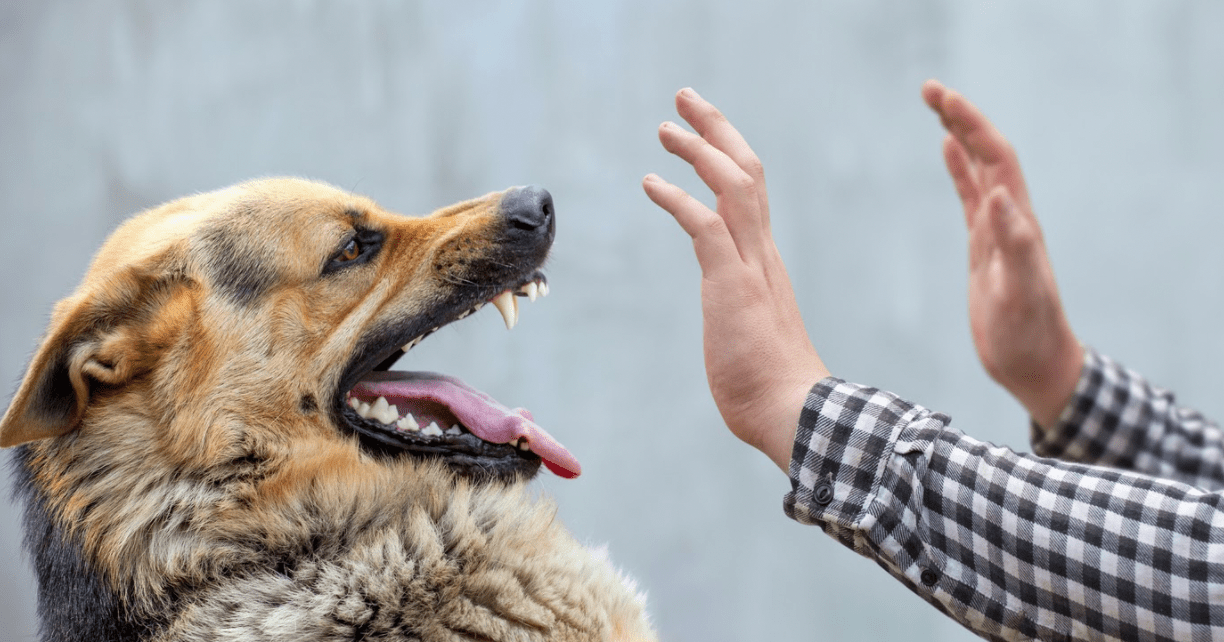 How to Prove Owner Negligence in Dog Bite Cases